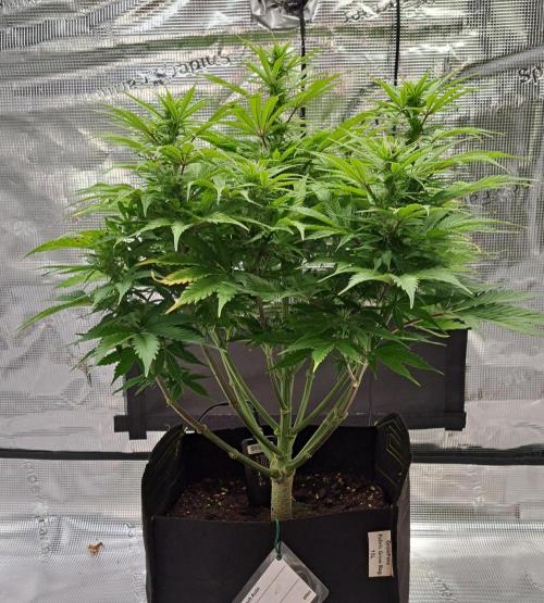 A little Ginger Punch for Venus. Week 8 - Day 53