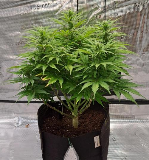 A little Ginger Punch for Venus. Week 8 - Day 54