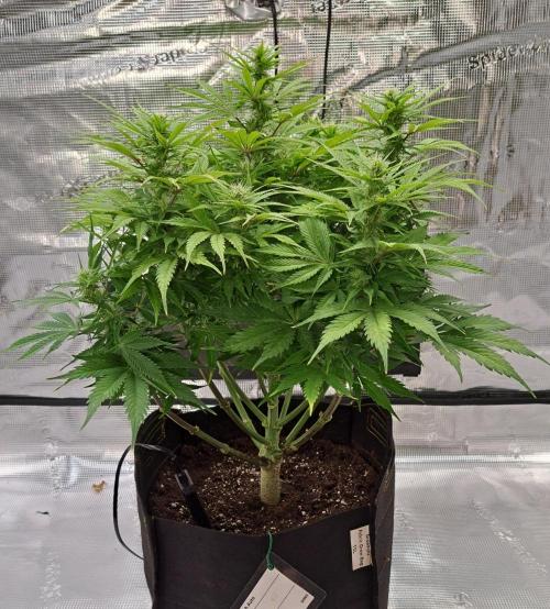 A little Ginger Punch for Venus. Week 8 - Day 55