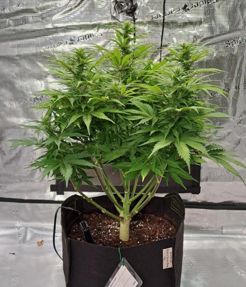 A little Ginger Punch for Venus. Week 8 - Day 56