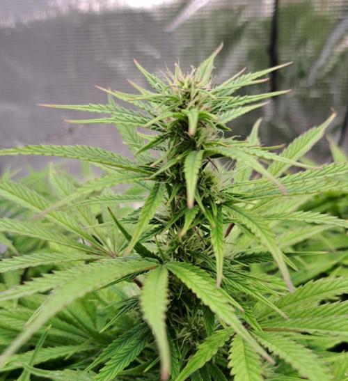 Ginger Punch Auto. Week 8