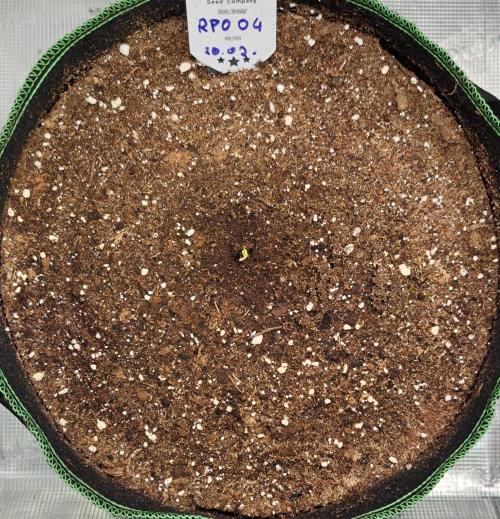Red Poison spotted on Saturn. Week 1 - Day 1