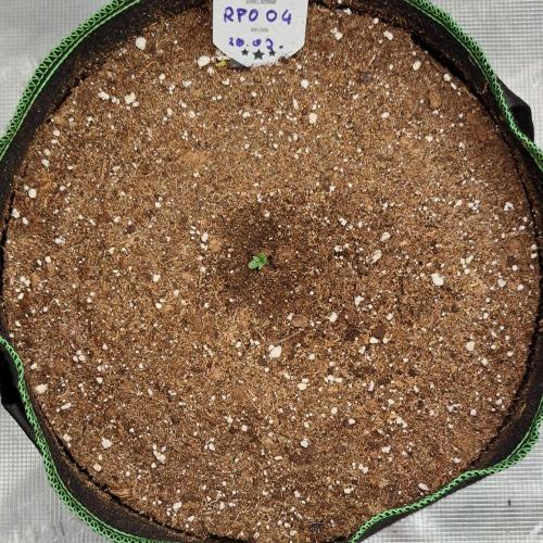 Red Poison spotted on Saturn. Week 1 - Day 2