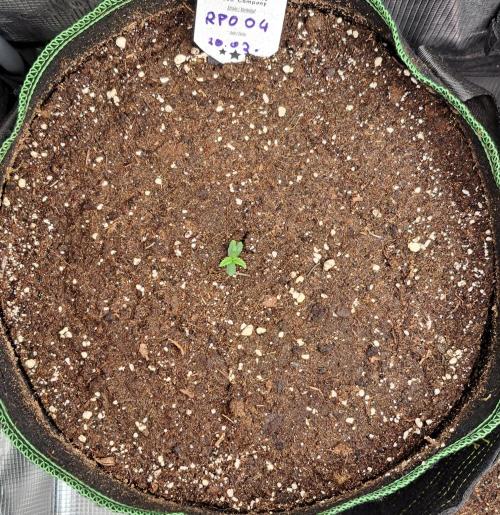 Red Poison spotted on Saturn. Week 1 - Day 3