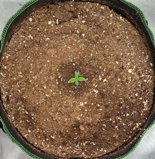 Red Poison spotted on Saturn. Week 1 - Day 4