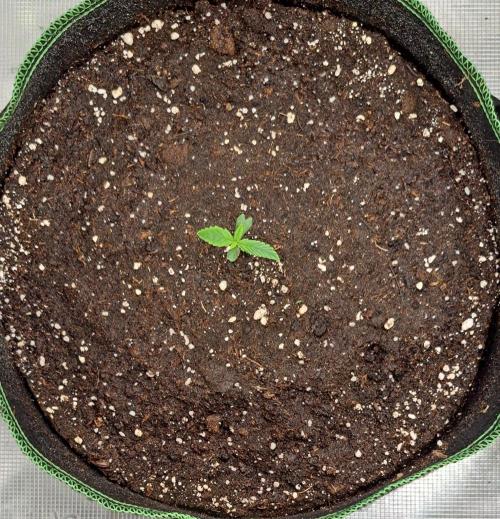 Red Poison spotted on Saturn. Week 1 - Day 5