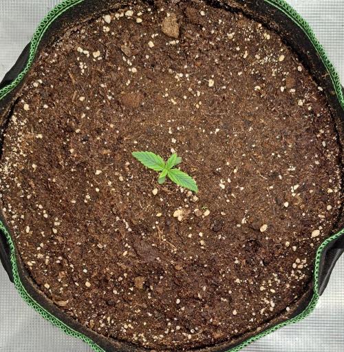 Red Poison spotted on Saturn. Week 1 - Day 6
