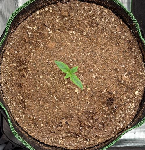 Red Poison spotted on Saturn. Week 1 - Day 7