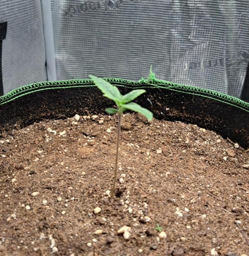 Red Poison spotted on Saturn. Week 1 - Day 7