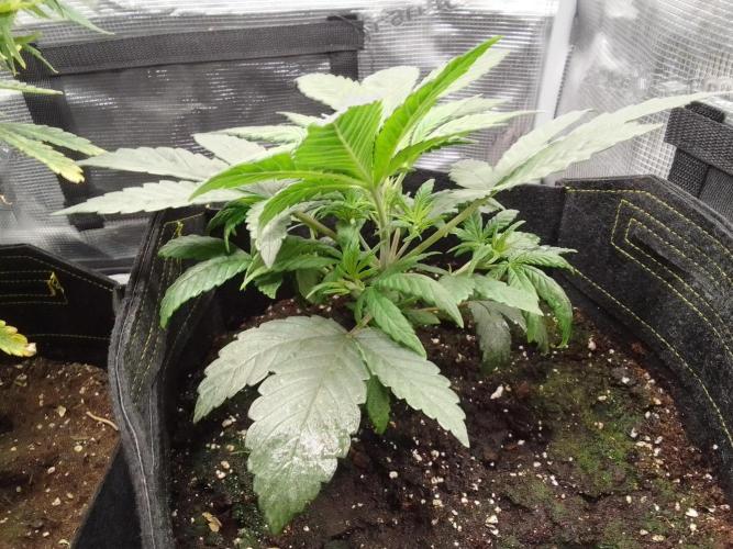 Amnesia Jelly. Week 4