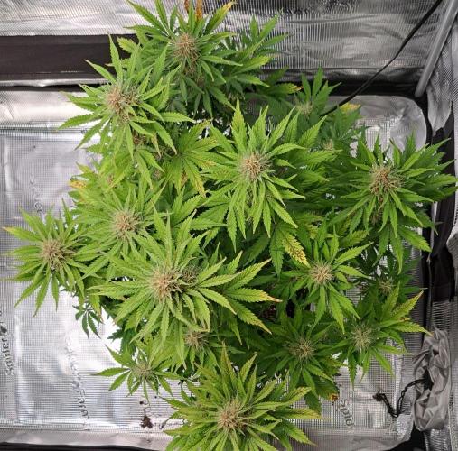 Delighted Diablo is back at Venus. Week 8 - Day 54