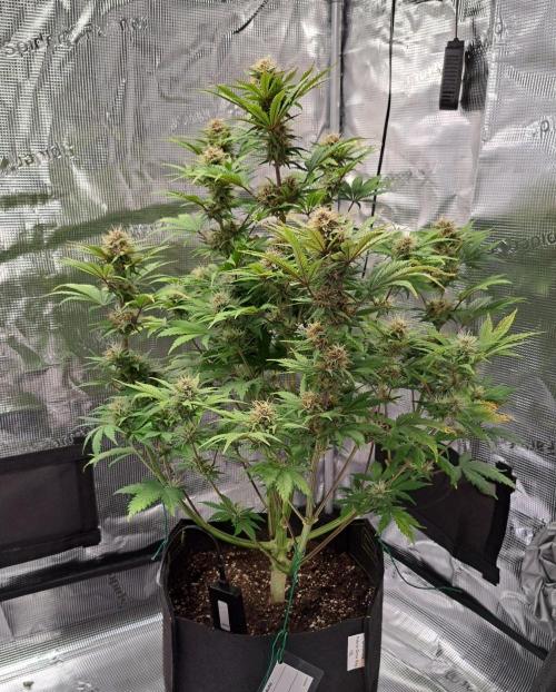 Delighted Diablo is back at Venus. Week 8 - Day 54