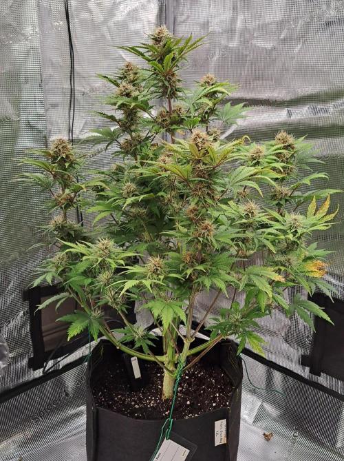 Delighted Diablo is back at Venus. Week 8 - Day 5