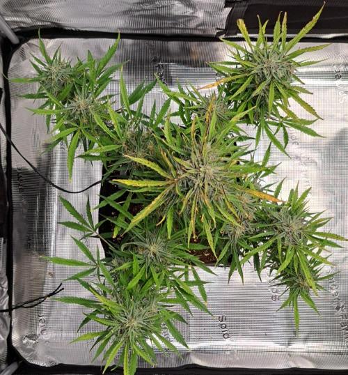 amIZIng Diesel (for contest). Week 10 - Day 70