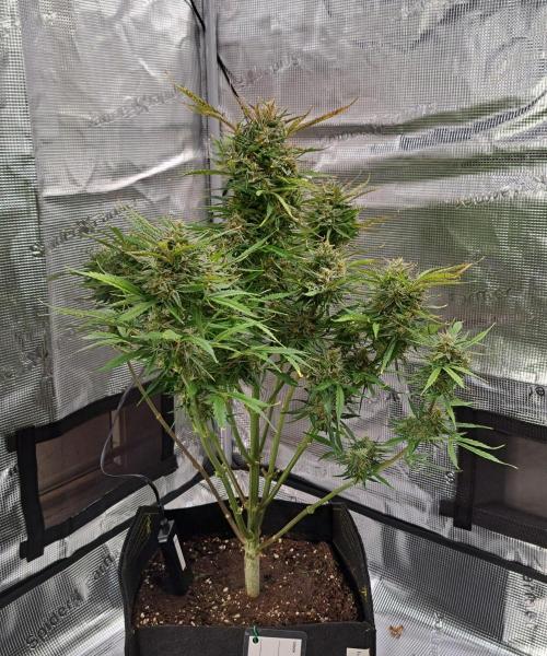 amIZIng Diesel (for contest). Week 10 - Day 70