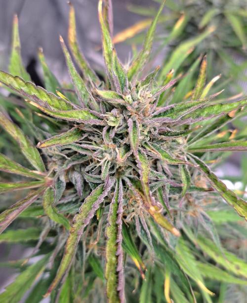 amIZIng Diesel (for contest). Week 10 - Day 70
