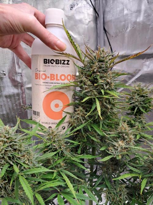 amIZIng Diesel (for contest). Week 10 - Day 70 (1 l bottle)