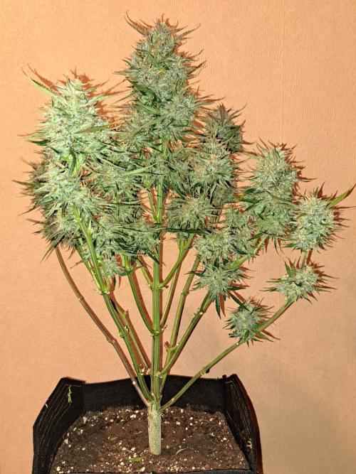 amIZIng Diesel (for contest). Week 10 - Day 70