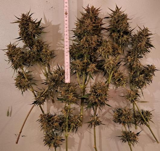Auto Diesel genetics. Week 10