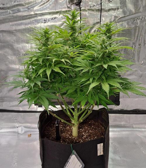 A little Ginger Punch for Venus. Week 9 - Day 57