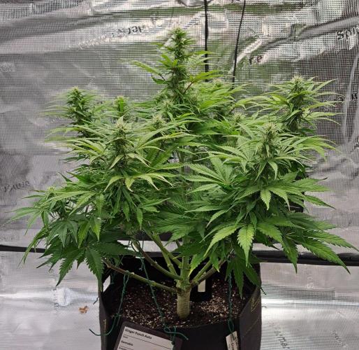 A little Ginger Punch for Venus. Week 9 - Day 58