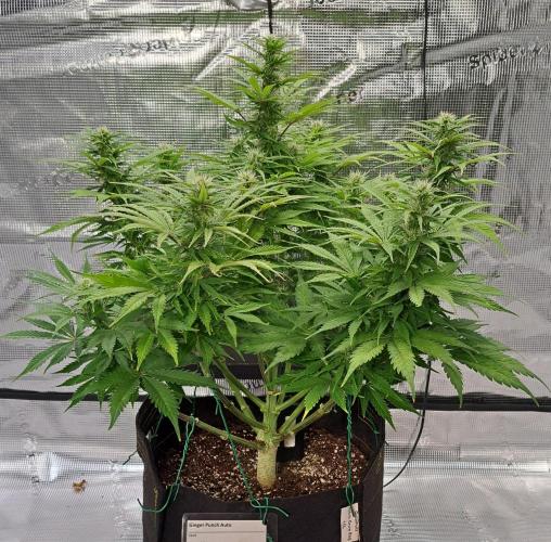 A little Ginger Punch for Venus. Week 9 - Day 59