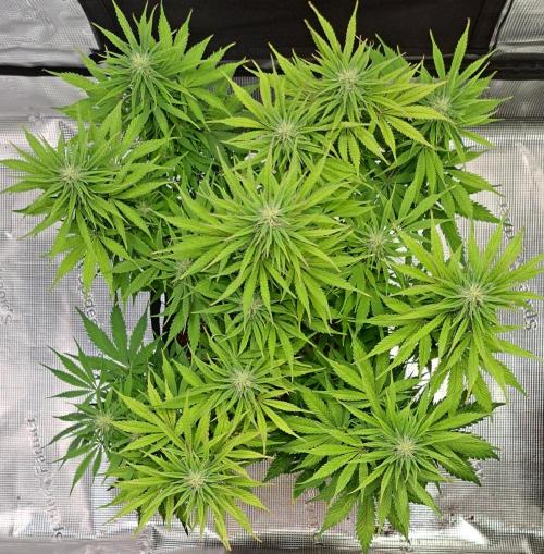 A little Ginger Punch for Venus. Week 9 - Day 60