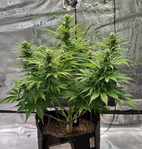 A little Ginger Punch for Venus. Week 9 - Day 60