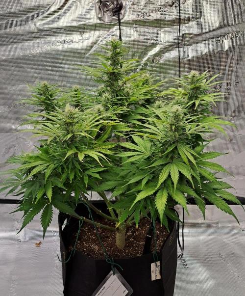 A little Ginger Punch for Venus. Week 9 - Day 61