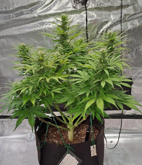 A little Ginger Punch for Venus. Week 9 - Day 62