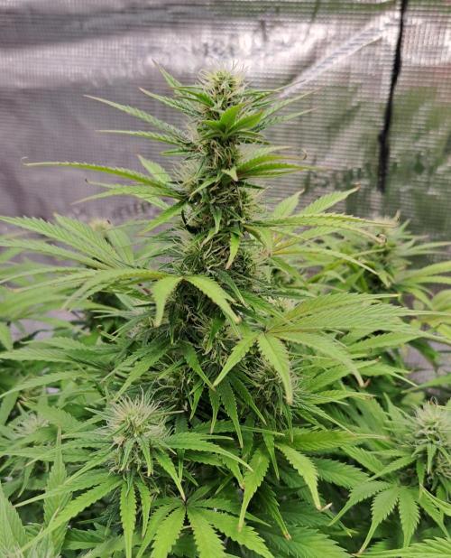 Ginger Punch Auto. Week 9