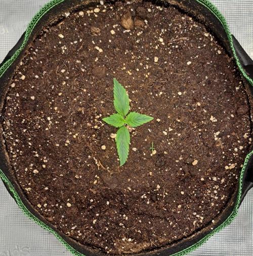 Red Poison spotted on Saturn. Week 2 - Day 8