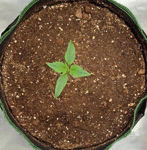 Red Poison spotted on Saturn. Week 2 - Day 9