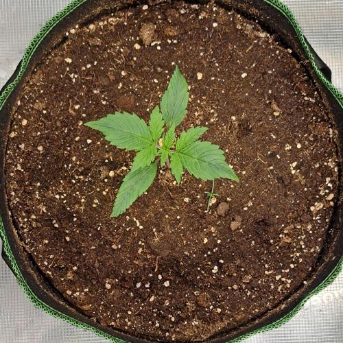 Red Poison spotted on Saturn. Week 2 - Day 10