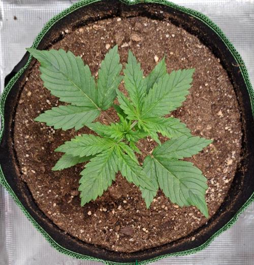 Red Poison spotted on Saturn. Week 2 - Day 14