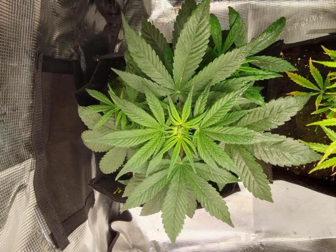 Amnesia Jelly. Week 5