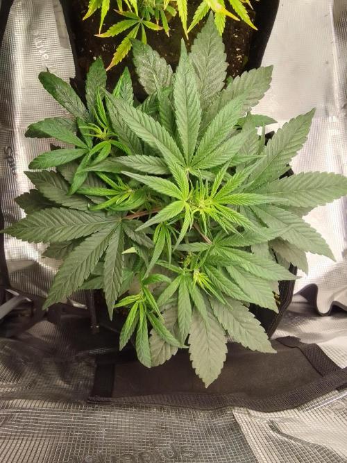Amnesia Jelly. Week 5