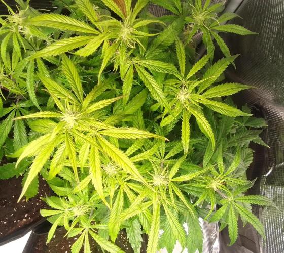 Mars dreams of Amnesia. Week 7 - Day 43
