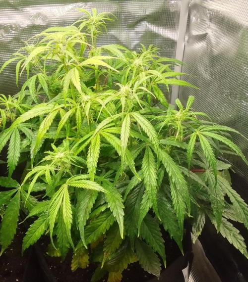 Mars dreams of Amnesia. Week 7 - Day 43