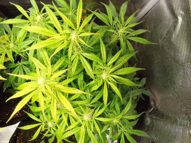 Mars dreams of Amnesia. Week 7 - Day 44