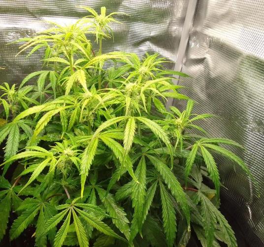 Mars dreams of Amnesia. Week 7 - Day 44