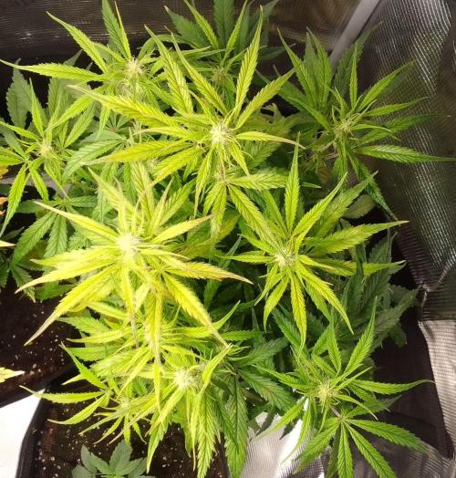 Mars dreams of Amnesia. Week 7 - Day 45