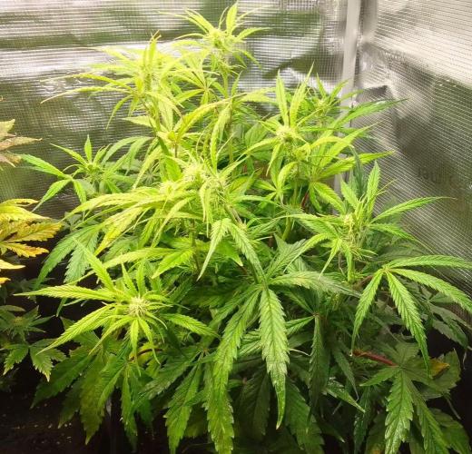 Mars dreams of Amnesia. Week 7 - Day 45