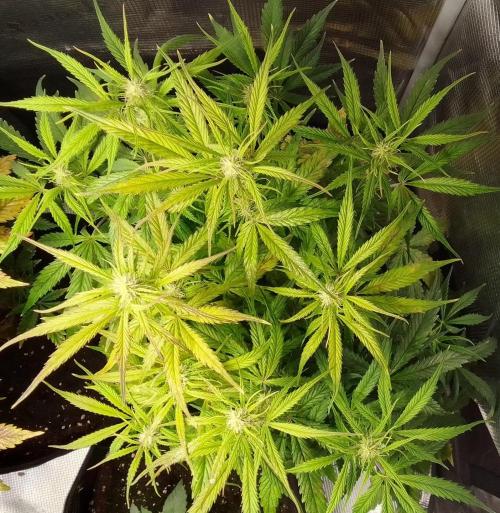 Mars dreams of Amnesia. Week 7 - Day 46