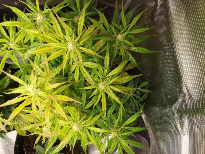Mars dreams of Amnesia. Week 7 - Day 47