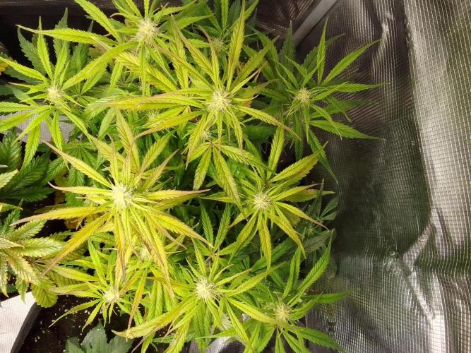 Mars dreams of Amnesia. Week 7 - Day 48