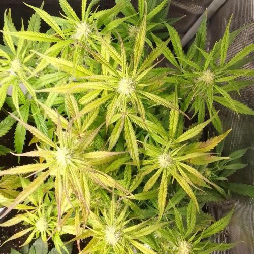 Mars dreams of Amnesia. Week 7 - Day 49