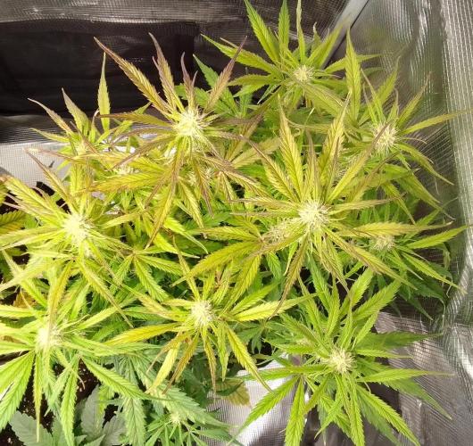 Mars dreams of Amnesia. Week 8 - Day 50