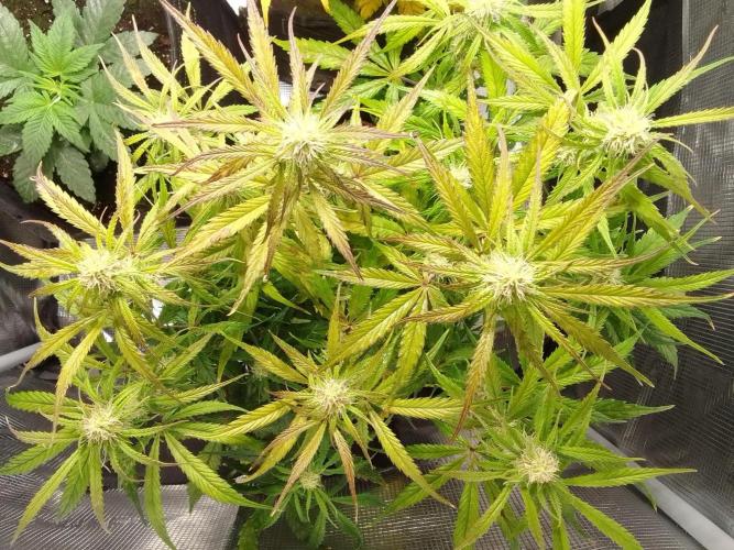 Mars dreams of Amnesia. Week 8 - Day 52
