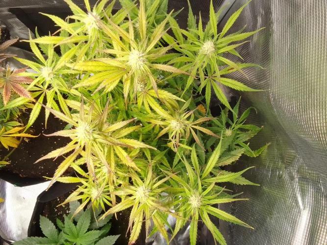 Mars dreams of Amnesia. Week 8 - Day 54